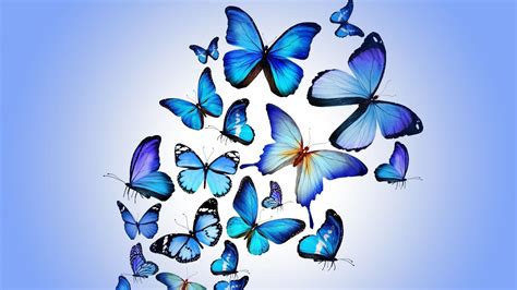 Blue Butterfly Desktop Wallpapers Wallpaper Cave