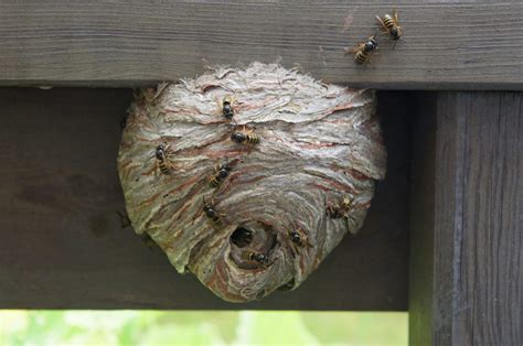 Kontaktieren sie uns, wenn sie ein wespennest am haus haben. WIe man ein Wespennest entfernt | Wespennest, Nestchen, Wespe