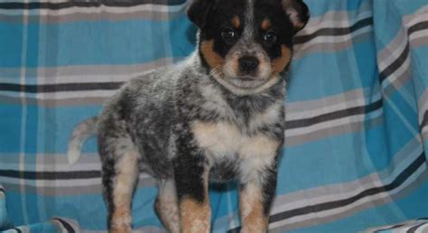 Blue Heeler Mixmeet Marv A Puppy For Adoption