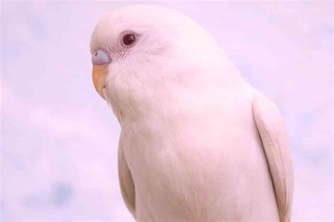 8 Reasons Why Your Budgie Is Turning Pink And When To Panic Embora Pets