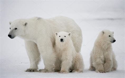 Three Polar Bears — Stock Photo © Gudkovandrey 87187698