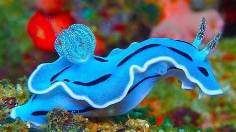 Nature Is Lit On Twitter Beautiful Sea Creatures Cool Sea Creatures