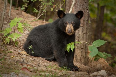 American Black Bear Coniferous Forest
