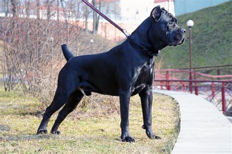 They resemble a black or brown golden retriever. 10 Big Black Dog Breeds You'll Love | Canine Weekly