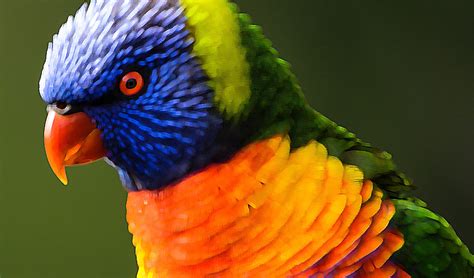 Colors In The Animal World What Do They Mean