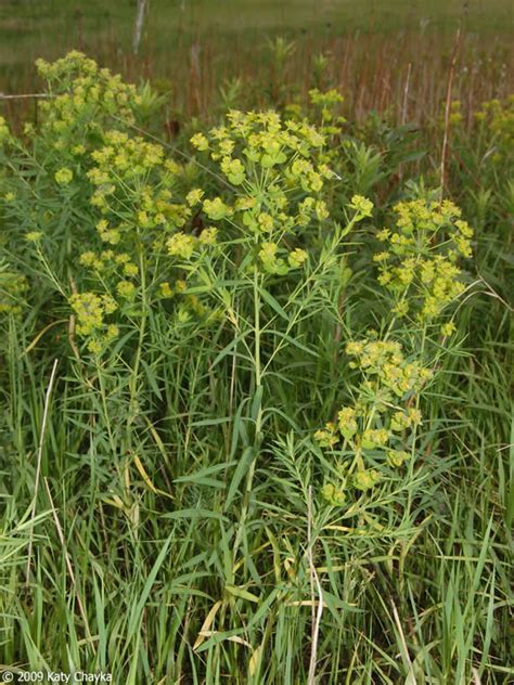 Euphorbia Virgata Leafy Spurge Minnesota Wildflowers