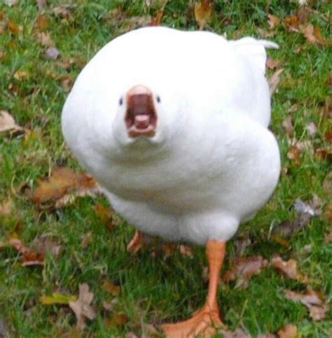 Angry Goose Blank Template Imgflip