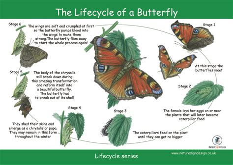 Lifecycle Caterpillar To Butterfly Four Stages In The Lifecycle Of