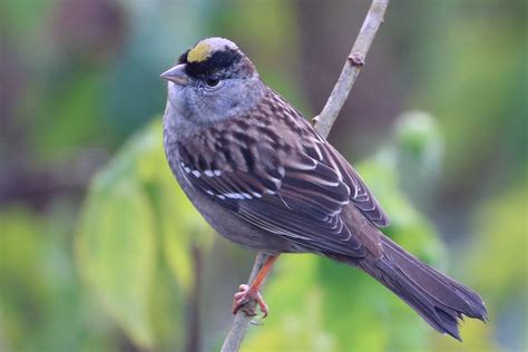 Zonotrichia Atricapilla Golden Crowned Sparrow Male Flickr