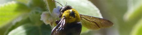 Update 87 About Native Bees Australia Cool Nec