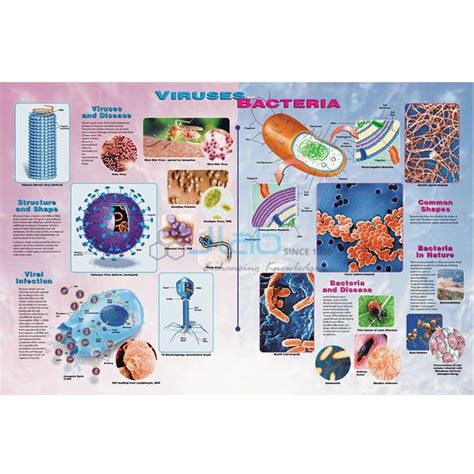 Viruses And Bacteria Poster India Viruses And Bacteria Poster