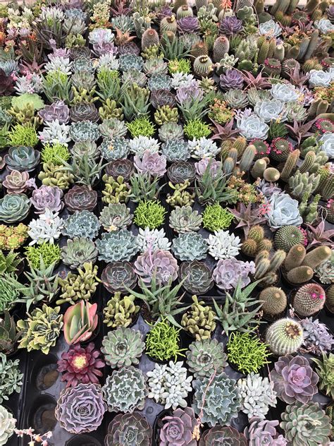 All This Succulent Variety At My Job Makes Me Happy Rsucculents