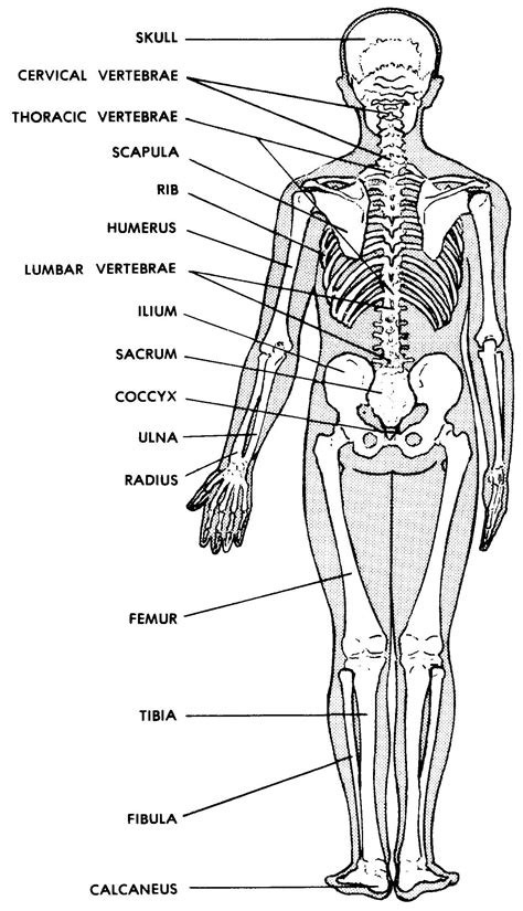 Human Body Skeletal System Labeled