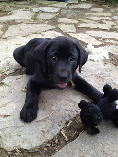 Research and analysis of your lifestyle and finances are important in ultimately caring for any pet, especially a large one such as a labrador. Female black lab puppy. Pretty much the best. #BestPuppies ...