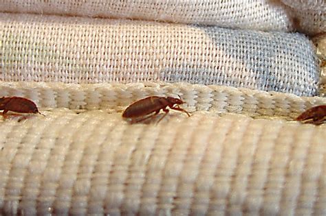 Regina Pest Control Company Sees Spike In Bed Bugs 980 Cjme