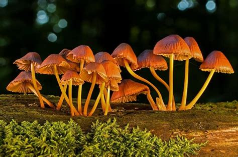 Tipos y clasificación de los hongos Resumen