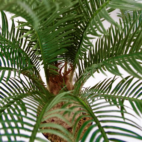 60cm Artificial Tropical Cycas Palm Plant Leaf Artificial Plants And Trees