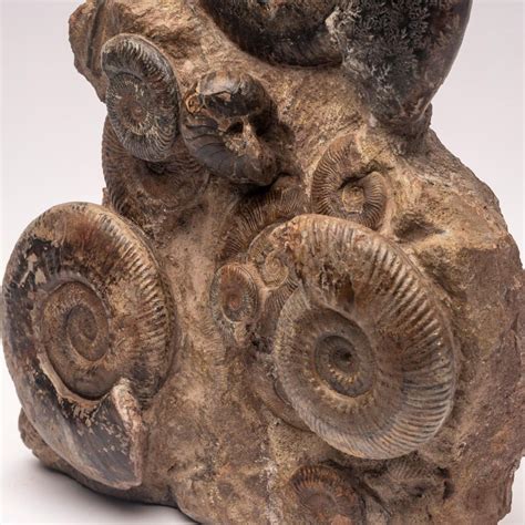 Free Standing Fossil Ammonite Cluster From Madagascar Cretaceous Period For Sale At 1stdibs