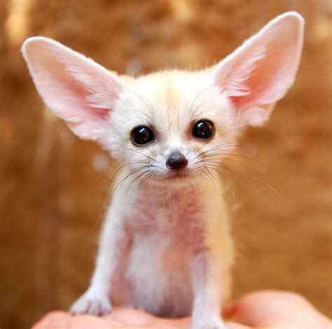 17 Unbelievably Cute Animals That Will Take Over The World
