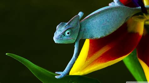 Wallpaper Animals Nature Green Reptiles Beak Gecko Leaf Flower
