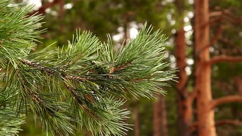 Beautiful Pine Trees In The Forest Close Up Stock Footage Video 8531242