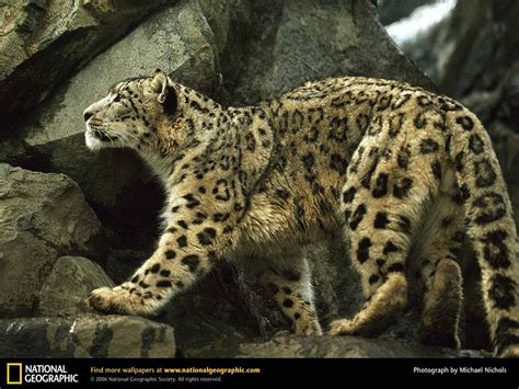 Snow Leopard National Geographic Wallpaper 9042088