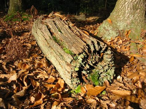 New Rotting Log Enrichment Item Frontier Forums