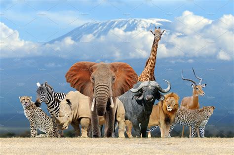 Group Of African Safari Animals Toge Featuring Cheetah Zebra And