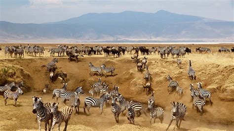 Tanzania Safari Wildlife In The Ngorongoro Crater Escapism Magazine