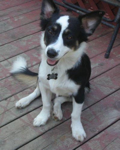 Maybe you would like to learn more about one of these? Corgi Border Collie Mix http://www.corgimixes.com/corgi ...
