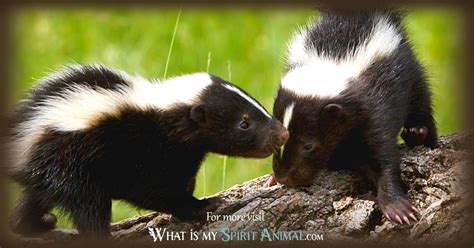 Skunk Symbolism & Meaning | Spirit, Totem & Power Animal