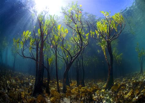 Underwater Mangrove Trees Nature Photo Tree Water