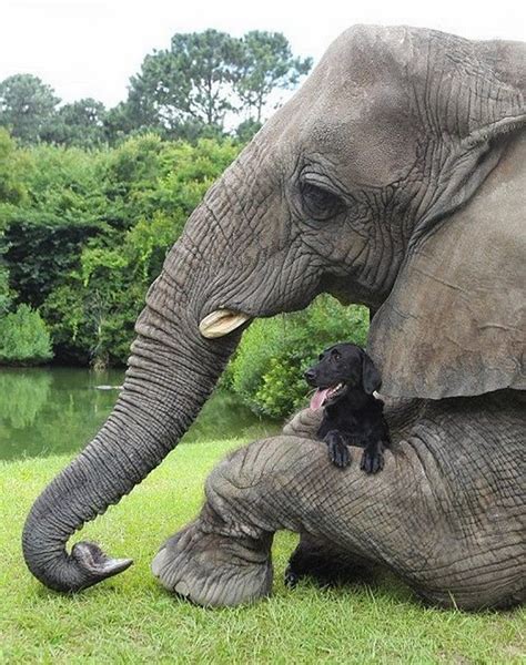 Adorable Friendship Between Elephant And Dog