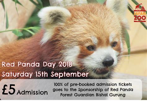 Sponsoring A Red Panda Forest Guardian South Lakes