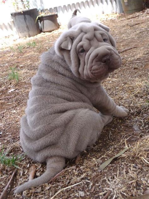 Lilac Shar Pei Puppy I Wanna Get Lost In His Wrinkles My Daughter