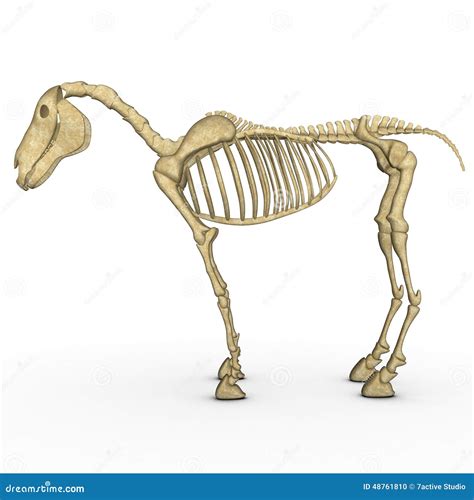 Horse Soft Palate Horse Equus Anatomy Isolated On White Stock
