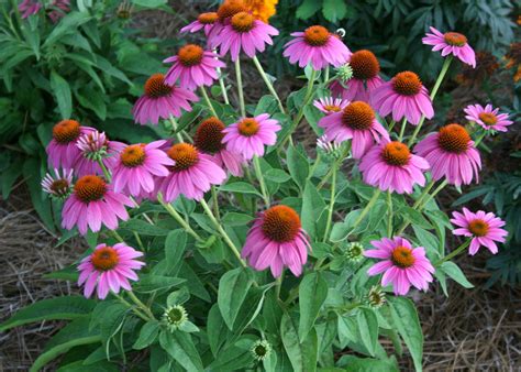 Plan To Include Purple Coneflowers In Gardens Mississippi State
