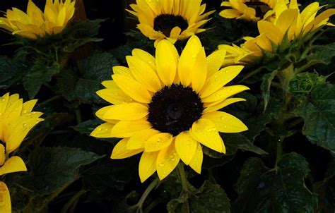 Dark Sunflower Wallpapers Top Free Dark Sunflower Backgrounds