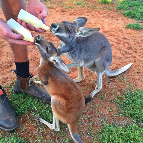 Baby Kangaroo Heros Amazing Role As Mum Baby Animals Cutest
