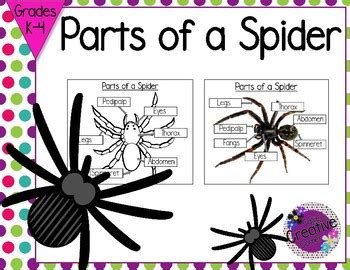 Teaching kids about their bodies is just a part of growing up. Parts of a Spider by Callie's Creative Corner | Teachers ...