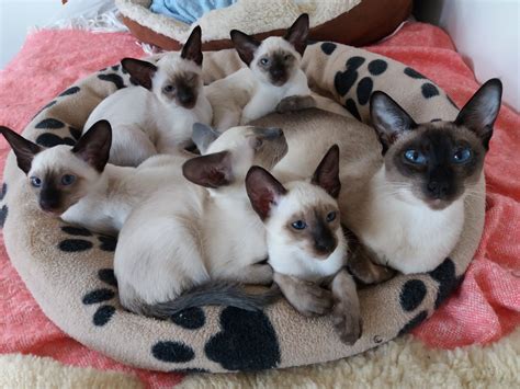 Siamese cats have a history of white house. Shiloh Cattery - Siamese Cat Breeder - Castle Hill, Sydney ...
