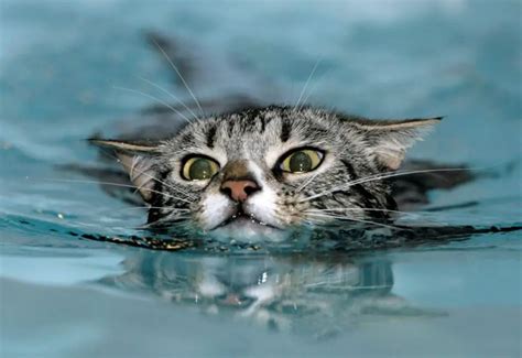 Can Cats Swim And If So Why Do They Not Like Water