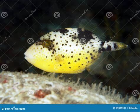 Coral Fish Yellowmargin Triggerfish Stock Image Image Of Creature