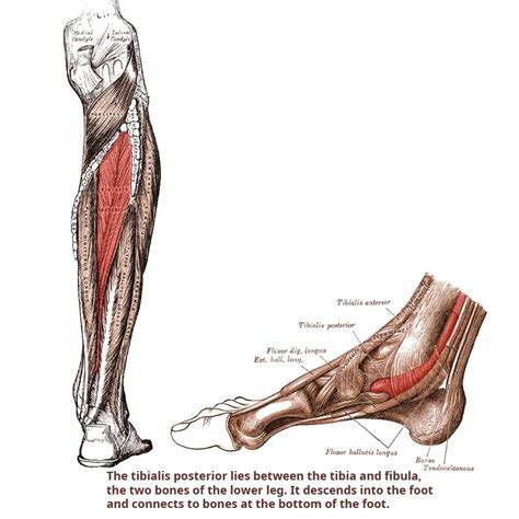 Tibialis Posterior Muscle Lower Extremity Anatomy Images And Photos