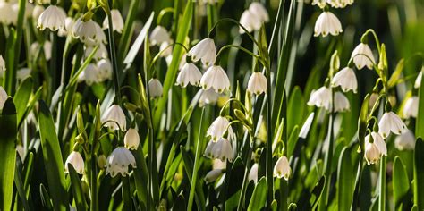 When To Plant Summer Snowflake Bulbs Southern Living Planting Bulbs