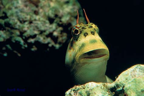 Therefore, even plants that are not harmful to cats should be given in moderation. Blennies That Eat Algae
