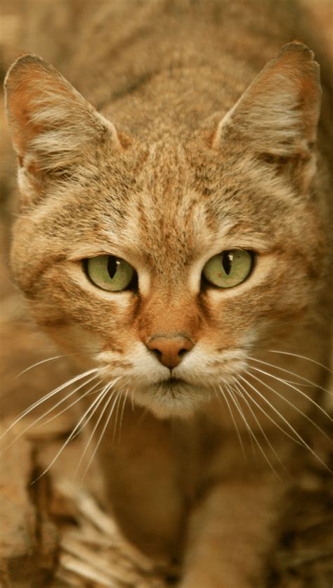 43 Best Images Wild Cat Names Wild Cats List With Pictures And Facts All Types Of Wild Cats