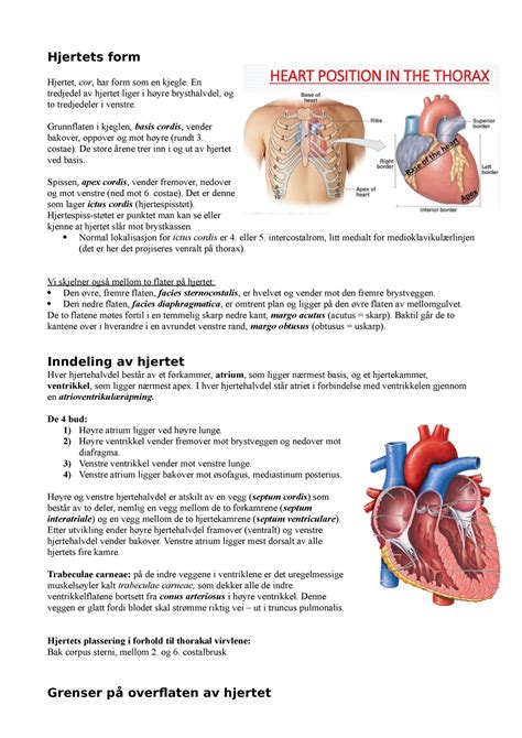 Hjertet Anatomi Hjertets Form Hjertet Cor Har Form Som En Kjegle