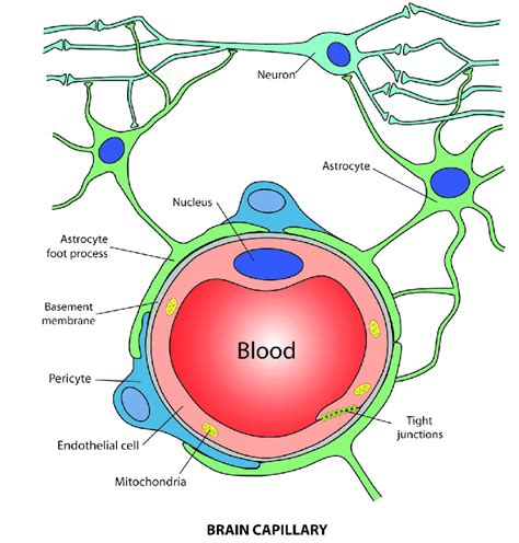 The Neurovascular Unit And The Structures That Contribute To The Bbb