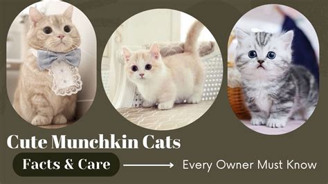 Cute And Funny Munchkin Cats Breed Facts The Short Legged Munchkin